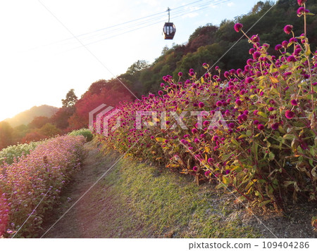 Ropeway and stork at dusk 109404286