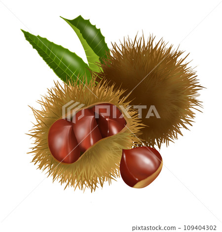 Illustration of ripe chestnuts Illustration of ripe chestnuts 109404302