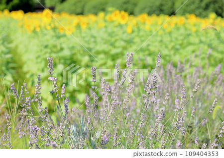 薰衣草花 109404353