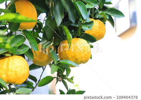 Large oni yuzu fruit Large oni yuzu fruit 109404378