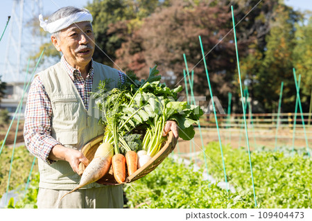 Farmer man growing vegetables in the field 109404473