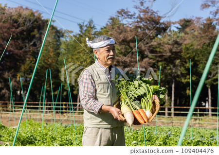 Farmer man growing vegetables in the field 109404476