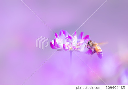 蜜蜂和遊俠領域 109404485