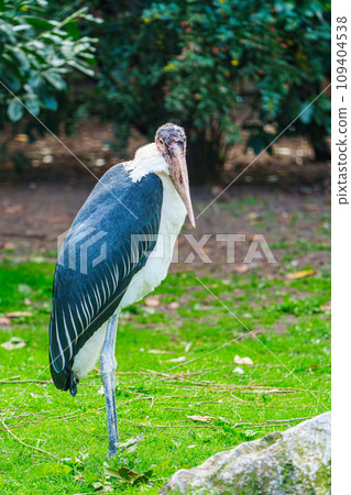 Impressive Marabou Stork in Close Proximity Shot in Natural Setting 109404538