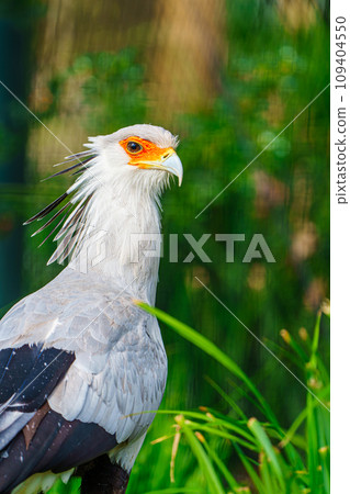 Majestic Secretary Bird Close-up in Natural Habitat, Wildlife Image for Conservation Initiatives 109404550
