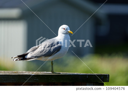 Close-up Photograph of Northern Norwegian Seagull Highlighting Stunning Feather Patterns Close-up Photograph of Northern Norwegian Seagull Highlighting Stunning Feather Patterns 109404576