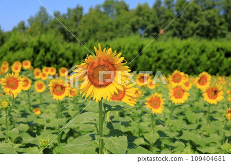 Sunflowers in full bloom Sunflowers in full bloom 109404681