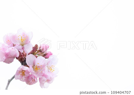櫻花和白色背景 櫻花和白色背景 109404707