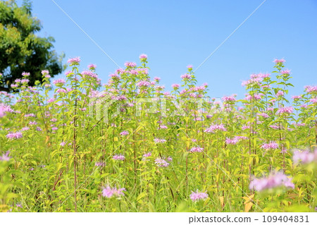 野生佛手柑花 野生佛手柑花 109404831