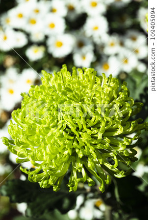 Green chrysanthemum flower Green chrysanthemum flower 109405094