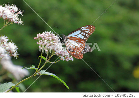 Asagi madara Asagi madara 109405253