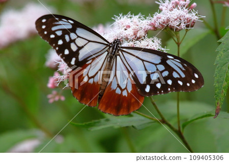 Asagi madara 109405306