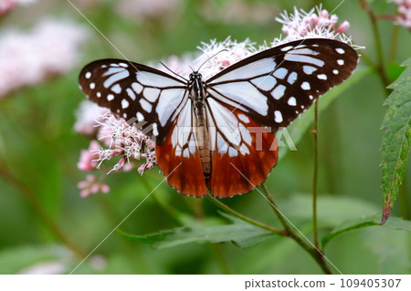 Asagi madara 109405307