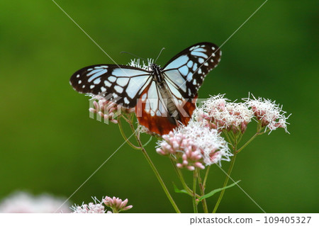 Asagi madara Asagi madara 109405327