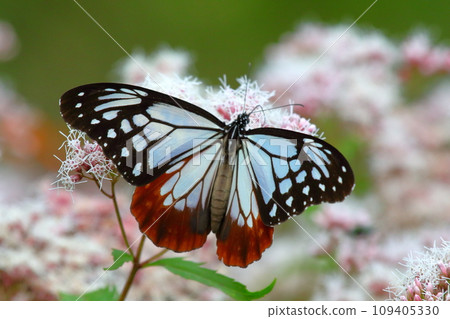 Asagi madara 109405330