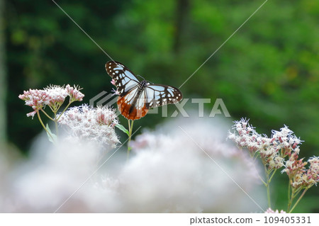 Asagi madara Asagi madara 109405331