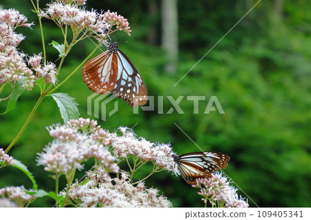 Asagi madara 109405341