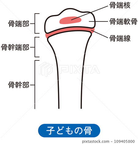 Epiphyseal line Children's bones Bone growth Epiphyseal line Children's bones Bone growth 109405800