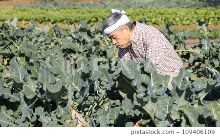 農夫在田裡種植蔬菜 109406109