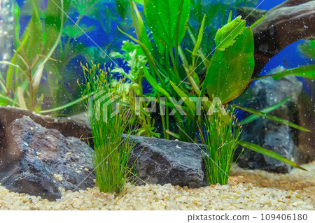 Tropical freshwater aquarium 109406180