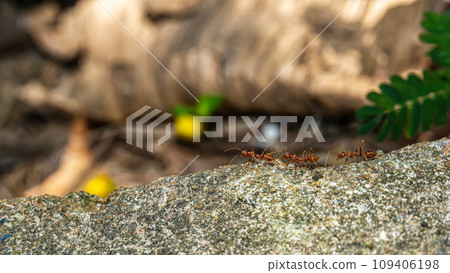 Red ants find food Red ants find food 109406198