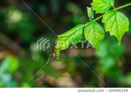 Red ants on leaves Red ants on leaves 109406199