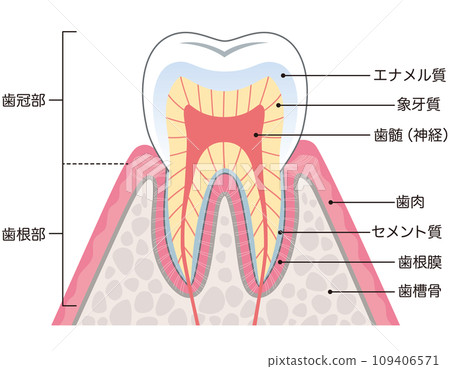 Structure cross section of teeth 109406571
