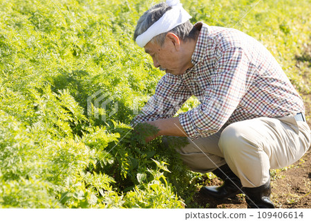 Men harvesting vegetables Men harvesting vegetables 109406614