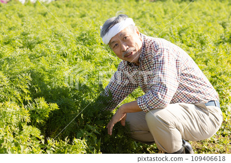 Men harvesting vegetables Men harvesting vegetables 109406618