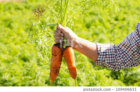Men harvesting vegetables 109406631