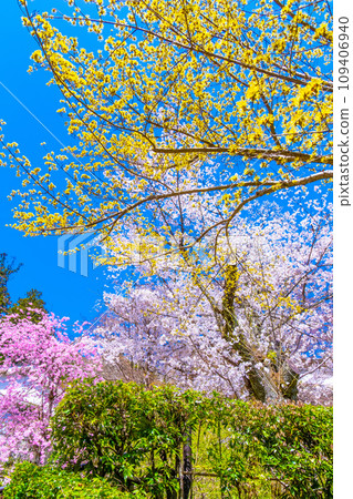 長谷寺院內的紅玉髓和櫻花 109406940