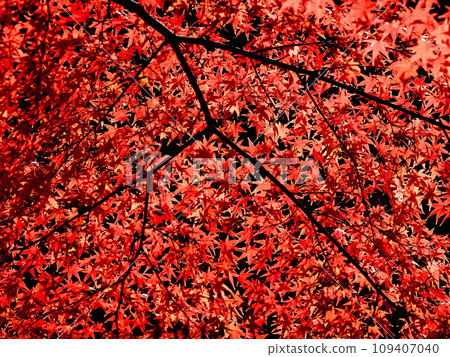 The color of autumn leaves The color of autumn leaves 109407040