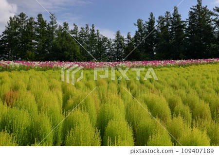 View flower field on Shikisai no Oka, Shinsei No. 3, Biei-machi, Kamikawa-gun, Hokkaido. Scenery of green kochia and cleome (Western-style butterfly grass) flower fields 109407189