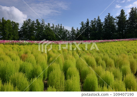 View flower field on Shikisai no Oka, Shinsei No. 3, Biei-machi, Kamikawa-gun, Hokkaido. Scenery of green kochia and cleome (Western-style butterfly grass) flower fields 109407190