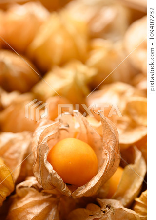 Cape gooseberry, Goldenberry or Physalis peruviana 109407232