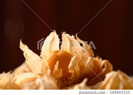 Cape gooseberry, Goldenberry or Physalis peruviana 109407235