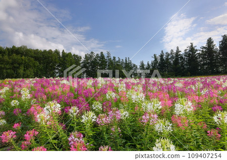 View of the flower garden of Shikisai-no-Oka, Shinsei No. 3, Biei-machi, Kamikawa-gun, Hokkaido. Scenery of the flower garden of cleome (Western-style butterfly grass) View of the flower garden of Shikisai-no-Oka, Shinsei No. 3, Biei-machi, Kamikawa-gun, Hokkaido. Scenery of the flower garden of cleome (Western-style butterfly grass) 109407254
