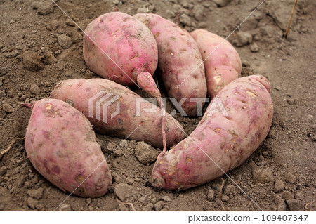 Harvesting sweet potatoes 109407347