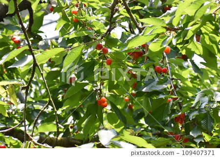 Delicious red-colored cherries 109407371