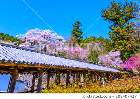 Cherry blossoms in full bloom and the corridor of Hasedera Temple Cherry blossoms in full bloom and the corridor of Hasedera Temple 109407427