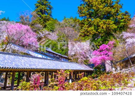 Cherry blossoms in full bloom and the corridor of Hasedera Temple 109407428