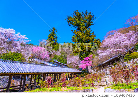 Cherry blossoms in full bloom and the corridor of Hasedera Temple 109407430
