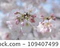 Cherry blossoms bathing in the spring sunshine/Part 1 109407499