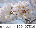 Cherry blossoms bathing in the spring sunshine/Part 2 109407510