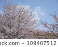 Cherry blossoms in full bloom shining in the blue sky 109407512