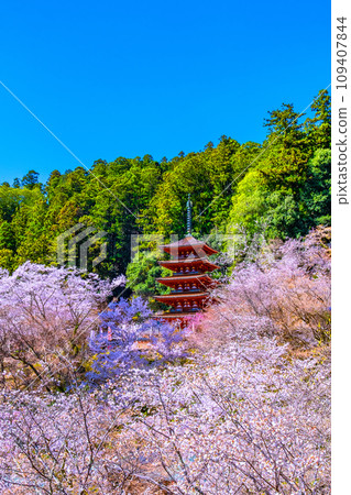 Cherry blossoms in full bloom and the five-storied pagoda of Hasedera Temple 109407844