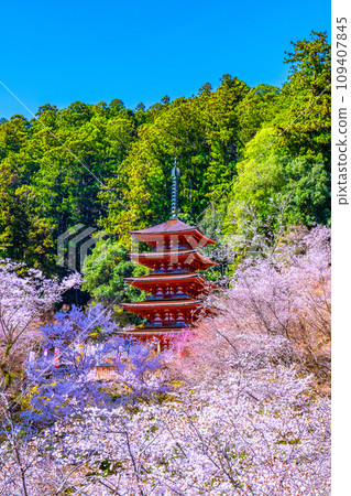 盛開的櫻花和長谷寺的五層寶塔 109407845