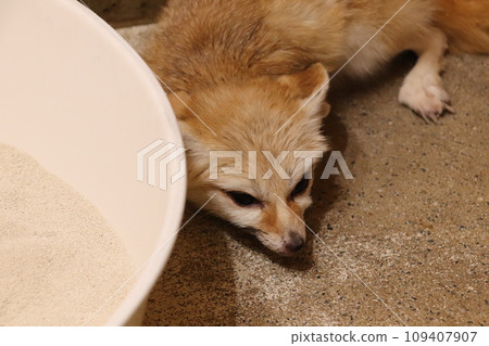 Fennec fox taking a break Fennec fox taking a break 109407907