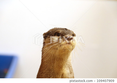Expressionless small-clawed otter 109407909