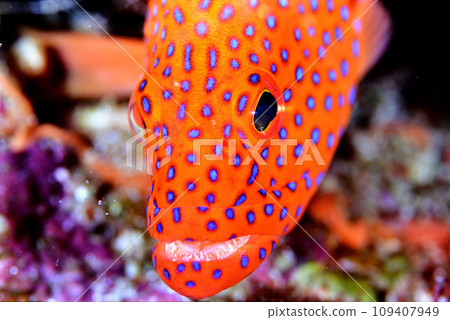 Yukata grouper face 109407949